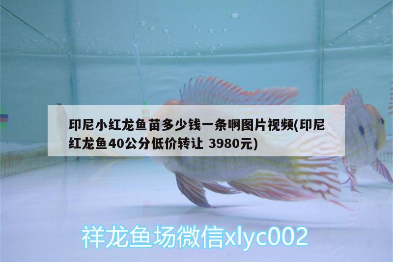 印尼小紅龍魚苗多少錢一條啊圖片視頻(印尼紅龍魚40公分低價轉(zhuǎn)讓3980元)