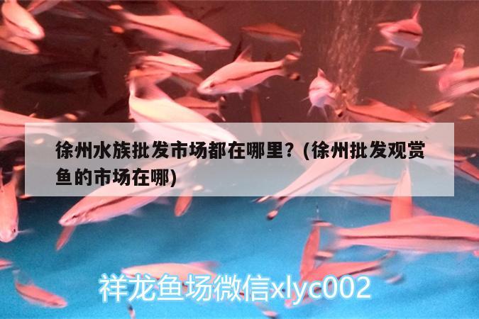 徐州水族批發(fā)市場都在哪里？(徐州批發(fā)觀賞魚的市場在哪)