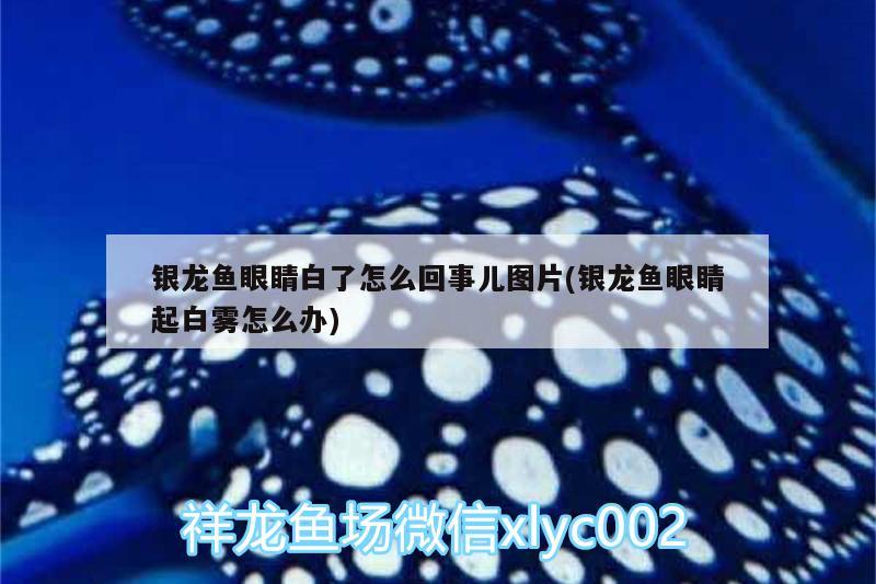 銀龍魚眼睛白了怎么回事兒圖片(銀龍魚眼睛起白霧怎么辦) 銀龍魚百科