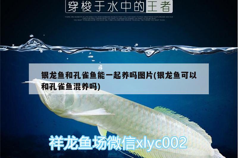 銀龍魚和孔雀魚能一起養(yǎng)嗎圖片(銀龍魚可以和孔雀魚混養(yǎng)嗎) 銀龍魚