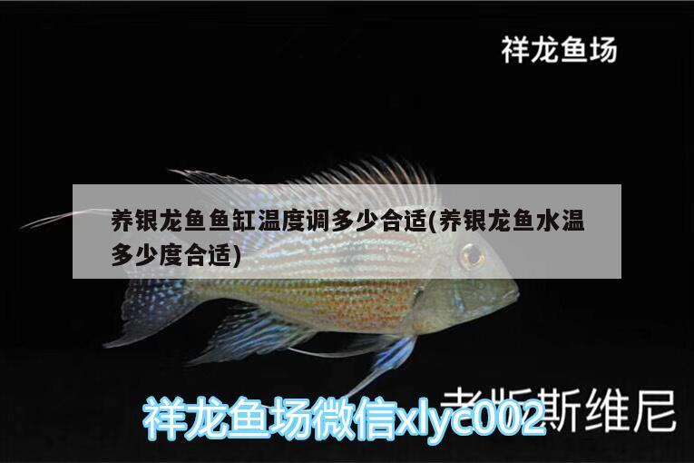 養(yǎng)銀龍魚魚缸溫度調(diào)多少合適(養(yǎng)銀龍魚水溫多少度合適)