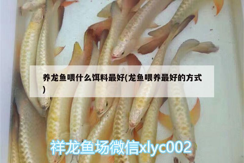 養(yǎng)龍魚喂什么餌料最好(龍魚喂養(yǎng)最好的方式) 細線銀版魚