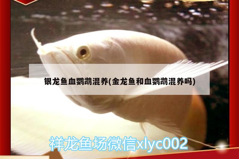 銀龍魚血鸚鵡混養(yǎng)(金龍魚和血鸚鵡混養(yǎng)嗎)