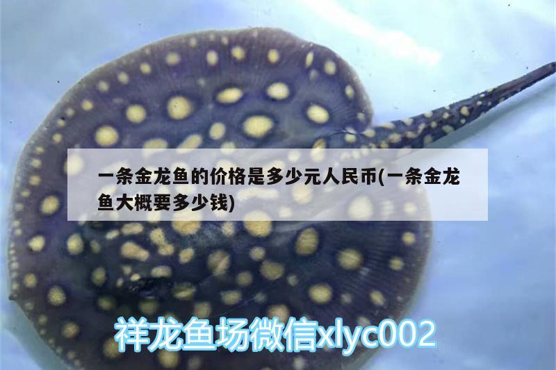 一條金龍魚的價格是多少元人民幣(一條金龍魚大概要多少錢) 海象魚