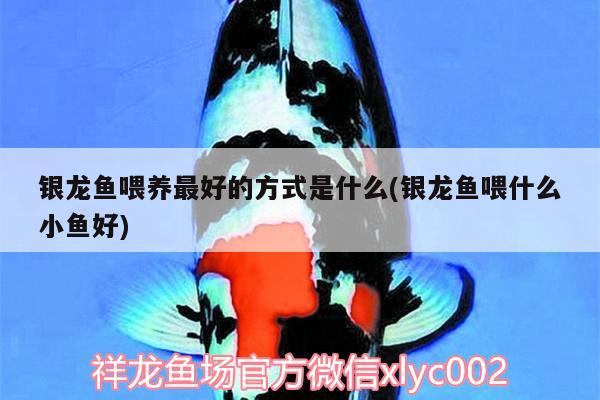 銀龍魚(yú)喂養(yǎng)最好的方式是什么(銀龍魚(yú)喂什么小魚(yú)好)