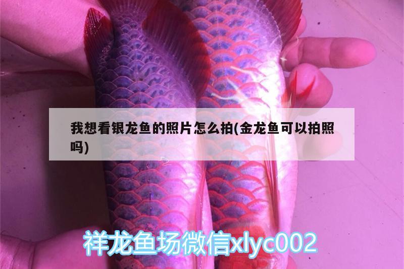 我想看銀龍魚的照片怎么拍(金龍魚可以拍照嗎) 銀龍魚百科