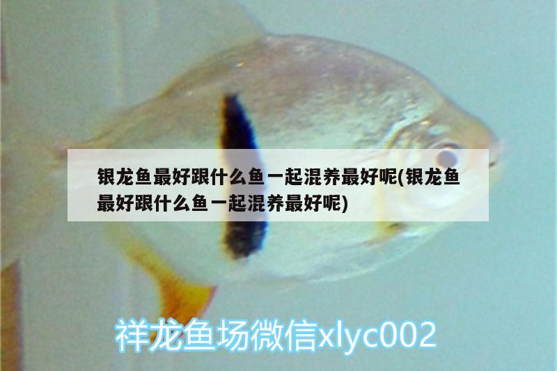 銀龍魚最好跟什么魚一起混養(yǎng)最好呢(銀龍魚最好跟什么魚一起混養(yǎng)最好呢)