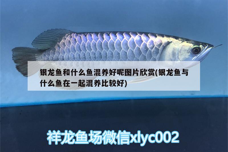 銀龍魚和什么魚混養(yǎng)好呢圖片欣賞(銀龍魚與什么魚在一起混養(yǎng)比較好)