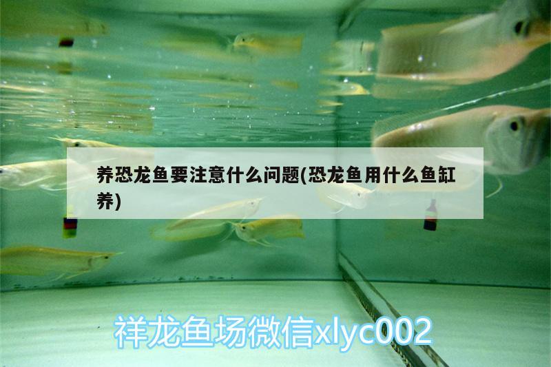 養(yǎng)恐龍魚要注意什么問題(恐龍魚用什么魚缸養(yǎng))