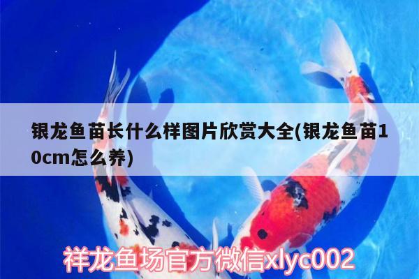 銀龍魚(yú)苗長(zhǎng)什么樣圖片欣賞大全(銀龍魚(yú)苗10cm怎么養(yǎng)) 銀龍魚(yú)