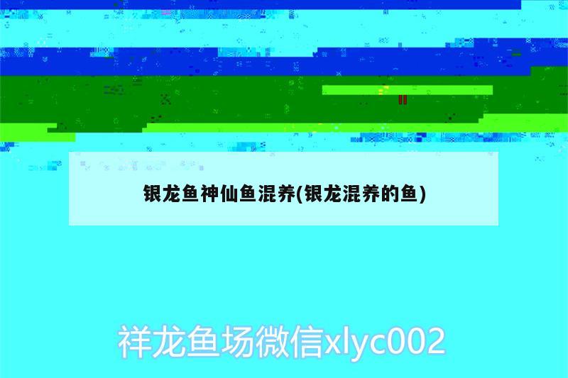 銀龍魚神仙魚混養(yǎng)(銀龍混養(yǎng)的魚) 銀龍魚