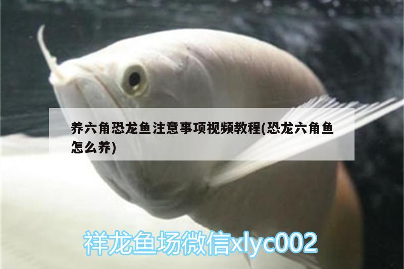 養(yǎng)六角恐龍魚注意事項(xiàng)視頻教程(恐龍六角魚怎么養(yǎng))