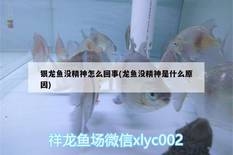 銀龍魚沒精神怎么回事(龍魚沒精神是什么原因) 銀龍魚