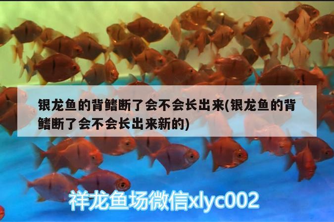 銀龍魚的背鰭斷了會不會長出來(銀龍魚的背鰭斷了會不會長出來新的) 銀龍魚百科