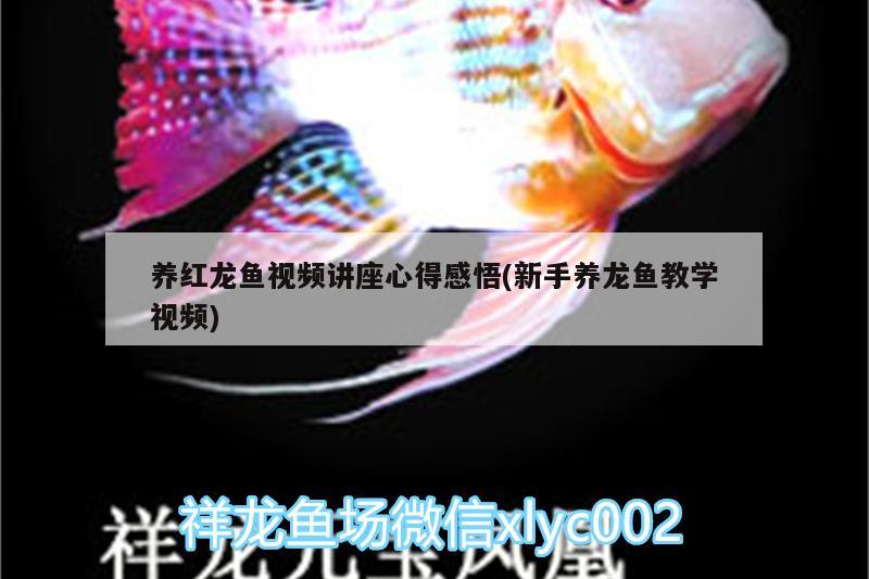 養(yǎng)紅龍魚(yú)視頻講座心得感悟(新手養(yǎng)龍魚(yú)教學(xué)視頻)