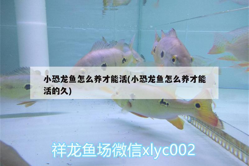 小恐龍魚怎么養(yǎng)才能活(小恐龍魚怎么養(yǎng)才能活的久)