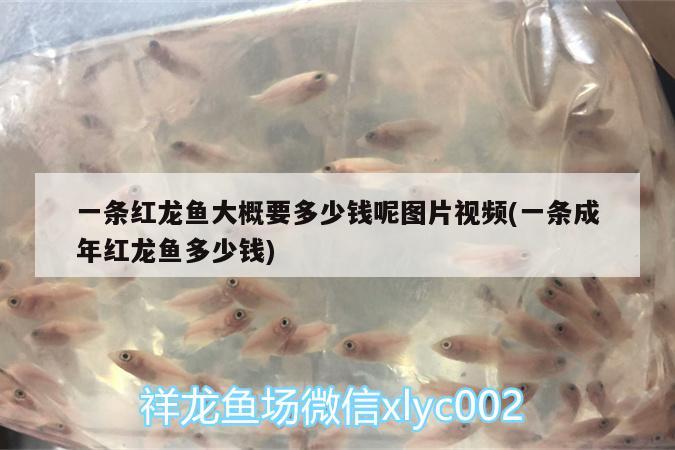 一條紅龍魚大概要多少錢呢圖片視頻(一條成年紅龍魚多少錢) 溫控設備