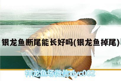 銀龍魚斷尾能長好嗎(銀龍魚掉尾) 銀龍魚百科