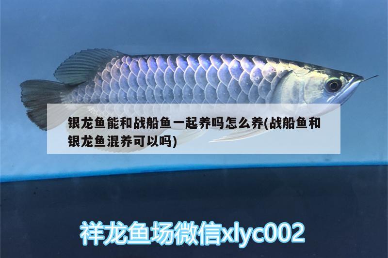 銀龍魚(yú)能和戰(zhàn)船魚(yú)一起養(yǎng)嗎怎么養(yǎng)(戰(zhàn)船魚(yú)和銀龍魚(yú)混養(yǎng)可以嗎) 銀龍魚(yú)百科