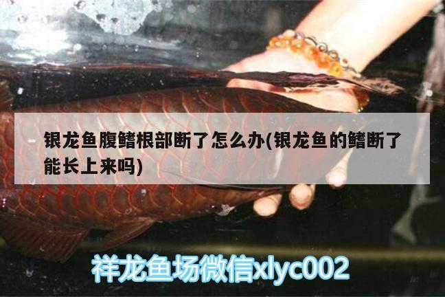 銀龍魚腹鰭根部斷了怎么辦(銀龍魚的鰭斷了能長上來嗎) 銀龍魚百科