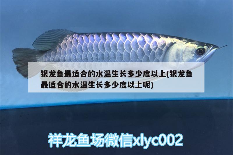 銀龍魚最適合的水溫生長多少度以上(銀龍魚最適合的水溫生長多少度以上呢)