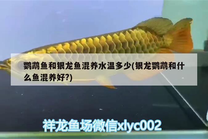 鸚鵡魚和銀龍魚混養(yǎng)水溫多少(銀龍鸚鵡和什么魚混養(yǎng)好?) 鸚鵡魚