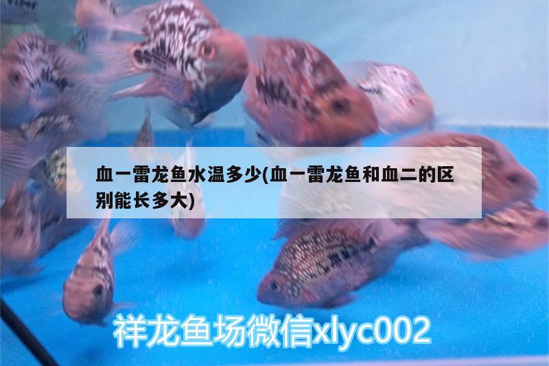 血一雷龍魚水溫多少(血一雷龍魚和血二的區(qū)別能長多大) 飛鳳魚