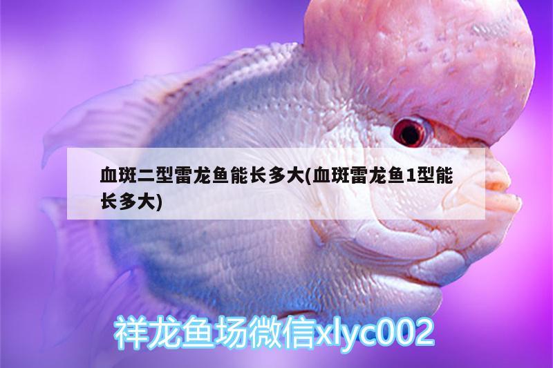 血斑二型雷龍魚能長(zhǎng)多大(血斑雷龍魚1型能長(zhǎng)多大) 觀賞魚魚苗