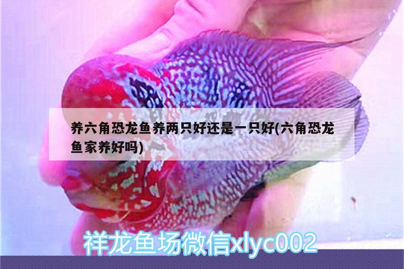 養(yǎng)六角恐龍魚養(yǎng)兩只好還是一只好(六角恐龍魚家養(yǎng)好嗎) 魚缸/水族箱