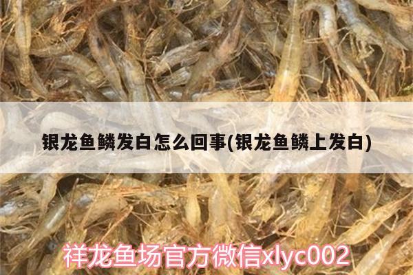 銀龍魚鱗發(fā)白怎么回事(銀龍魚鱗上發(fā)白) 銀龍魚