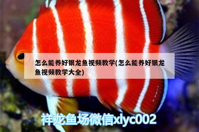 怎么能養(yǎng)好銀龍魚視頻教學(xué)(怎么能養(yǎng)好銀龍魚視頻教學(xué)大全) 銀龍魚百科