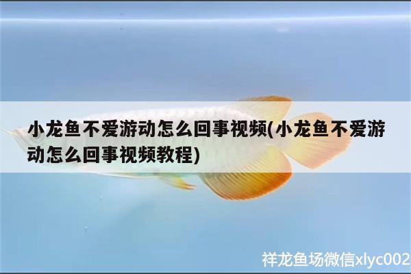 小龍魚不愛游動怎么回事視頻(小龍魚不愛游動怎么回事視頻教程)