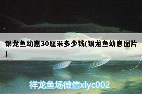 銀龍魚幼崽30厘米多少錢(銀龍魚幼崽圖片) 銀龍魚