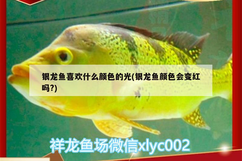 銀龍魚喜歡什么顏色的光(銀龍魚顏色會變紅嗎?) 銀龍魚