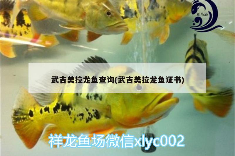 武吉美拉龍魚查詢(武吉美拉龍魚證書)