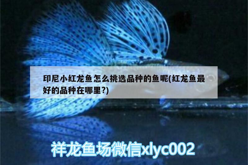 印尼小紅龍魚怎么挑選品種的魚呢(紅龍魚最好的品種在哪里?) 印尼小紅龍