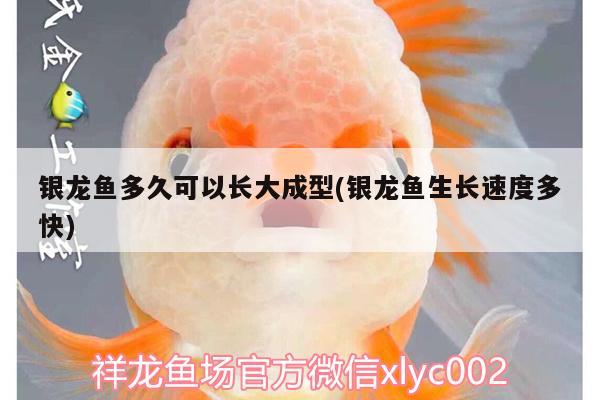 銀龍魚多久可以長大成型(銀龍魚生長速度多快)