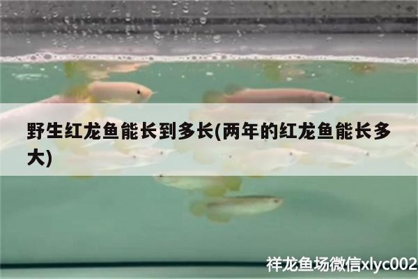 野生紅龍魚能長(zhǎng)到多長(zhǎng)(兩年的紅龍魚能長(zhǎng)多大) 七彩神仙魚