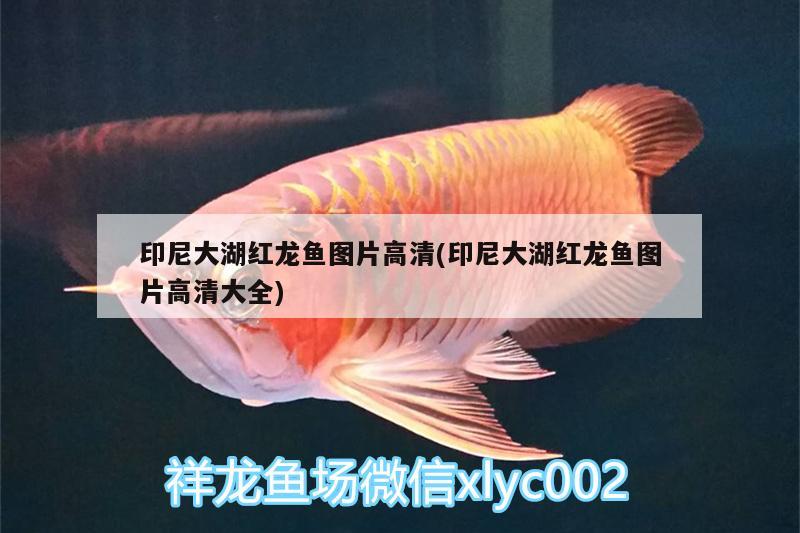 印尼大湖紅龍魚(yú)圖片高清(印尼大湖紅龍魚(yú)圖片高清大全)