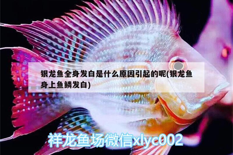 銀龍魚全身發(fā)白是什么原因引起的呢(銀龍魚身上魚鱗發(fā)白) 銀龍魚 第2張