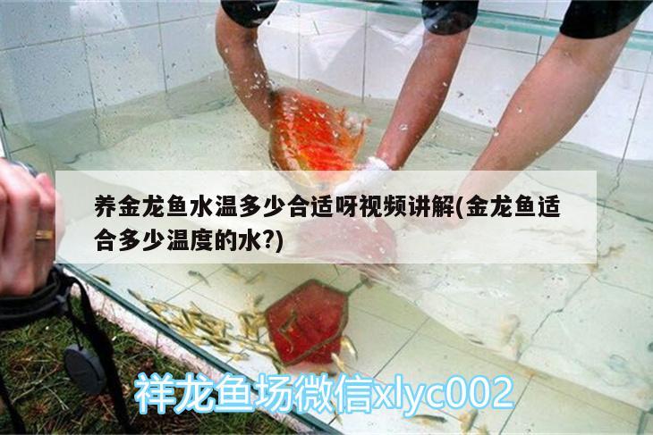 養(yǎng)金龍魚水溫多少合適呀視頻講解(金龍魚適合多少溫度的水?) 白化火箭魚