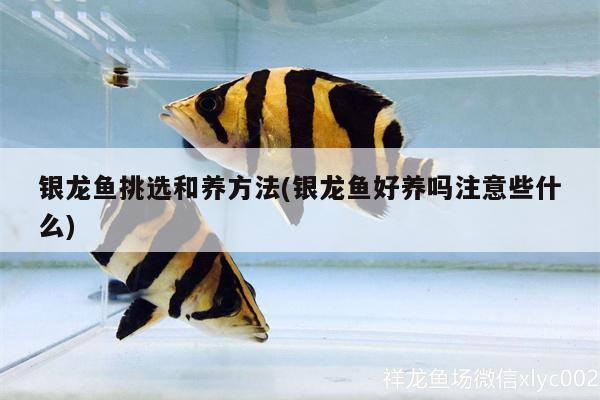 銀龍魚挑選和養(yǎng)方法(銀龍魚好養(yǎng)嗎注意些什么)