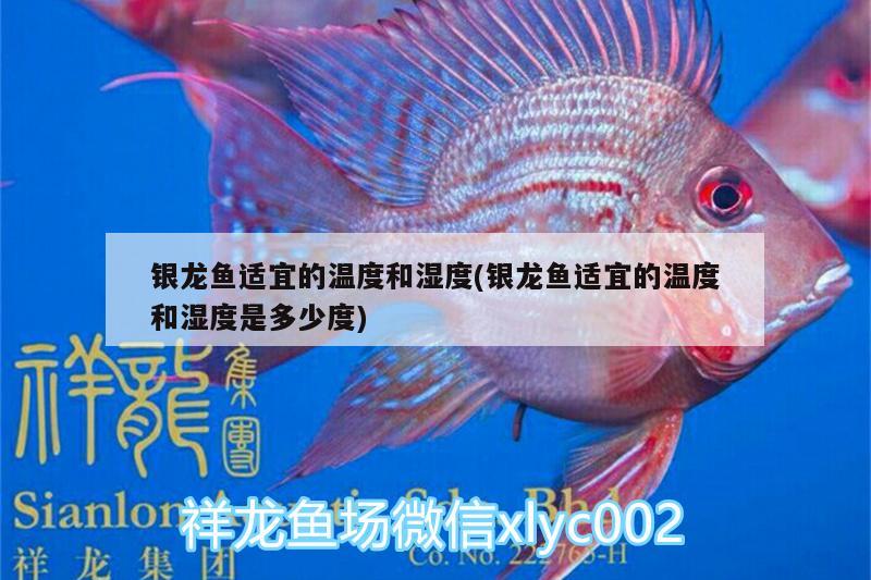 銀龍魚適宜的溫度和濕度(銀龍魚適宜的溫度和濕度是多少度) 銀龍魚百科