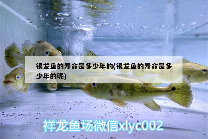 銀龍魚(yú)的壽命是多少年的(銀龍魚(yú)的壽命是多少年的呢) 銀龍魚(yú)百科