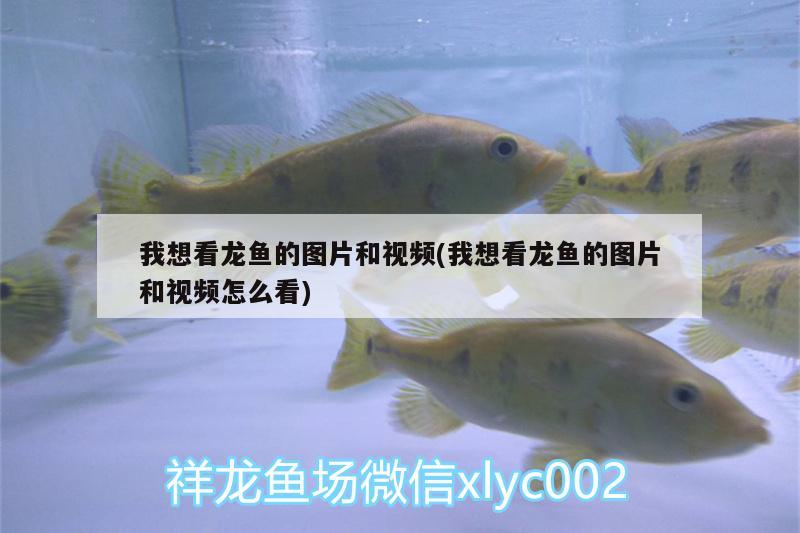 我想看龍魚(yú)的圖片和視頻(我想看龍魚(yú)的圖片和視頻怎么看) B級(jí)過(guò)背金龍魚(yú)