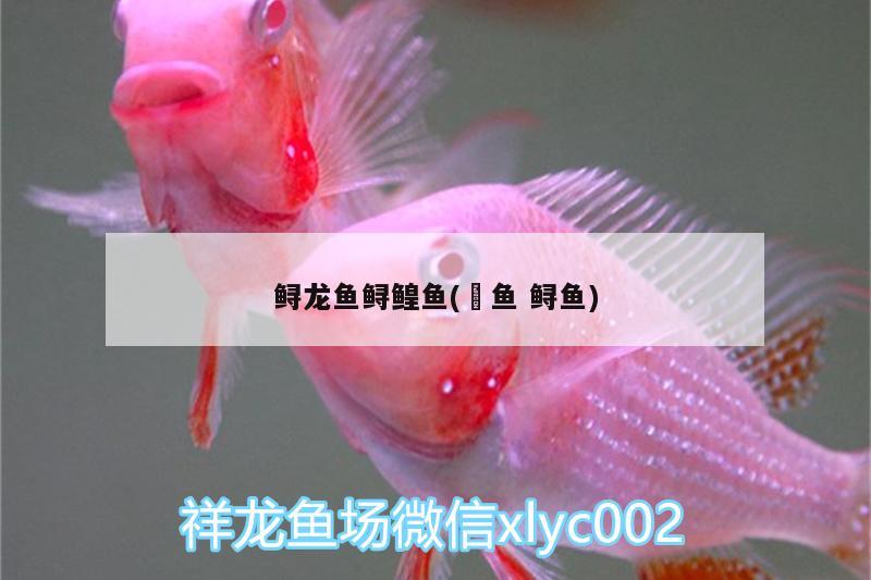 鱘龍魚鱘鰉魚(鮰魚鱘魚)