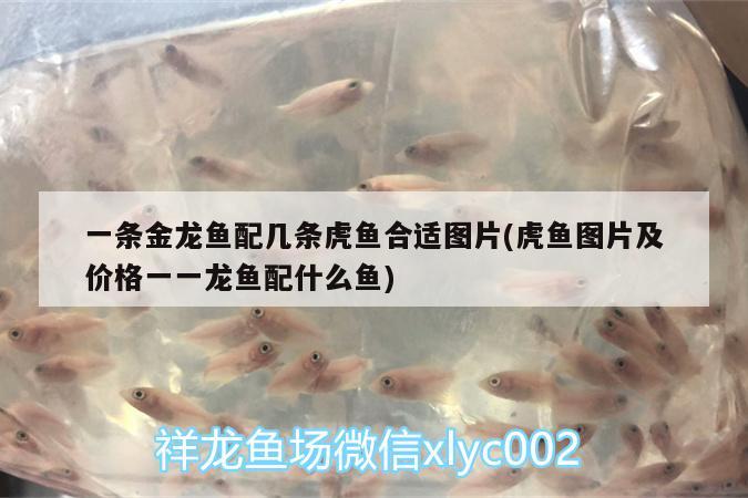 一條金龍魚配幾條虎魚合適圖片(虎魚圖片及價格一一龍魚配什么魚) 虎魚百科