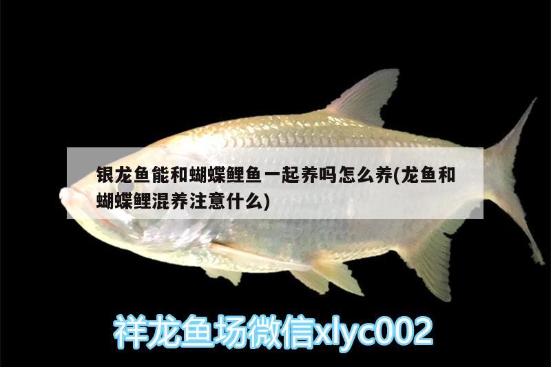 銀龍魚能和蝴蝶鯉魚一起養(yǎng)嗎怎么養(yǎng)(龍魚和蝴蝶鯉混養(yǎng)注意什么)