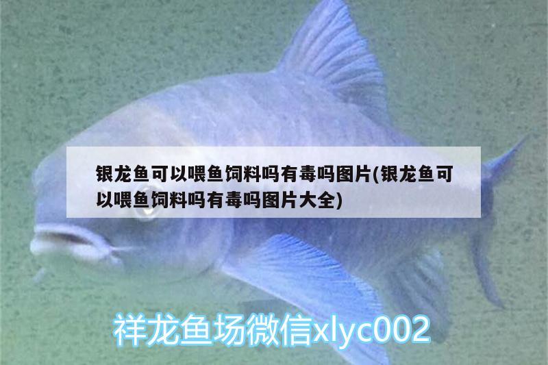 銀龍魚可以喂魚飼料嗎有毒嗎圖片(銀龍魚可以喂魚飼料嗎有毒嗎圖片大全)