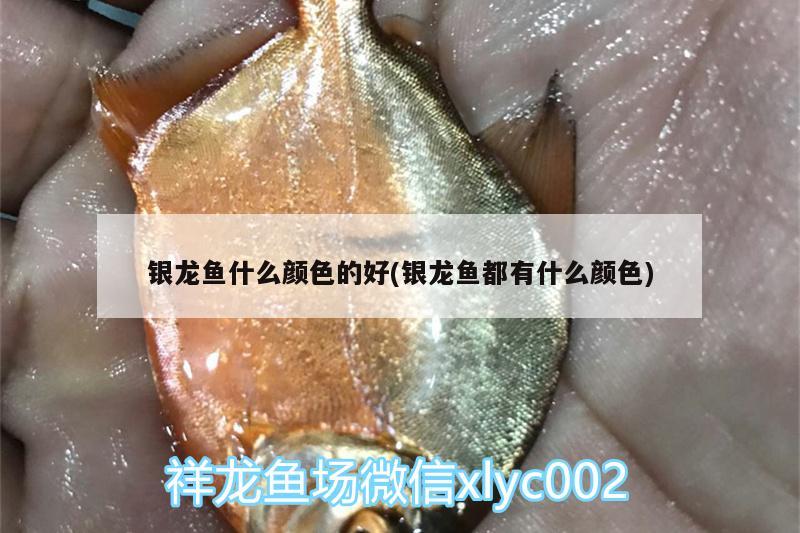 銀龍魚什么顏色的好(銀龍魚都有什么顏色) 銀龍魚百科